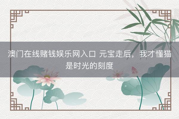 澳门在线赌钱娱乐网入口 元宝走后，我才懂猫是时光的刻度
