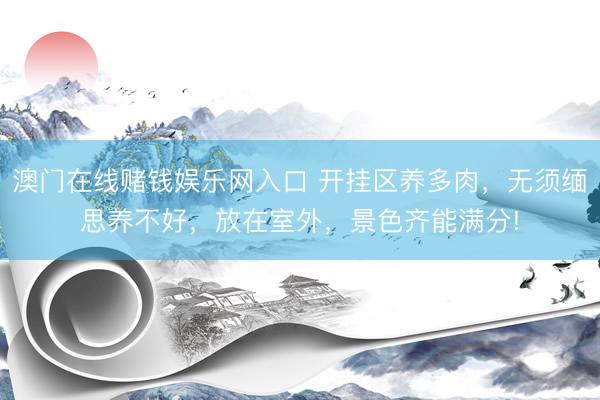 澳门在线赌钱娱乐网入口 开挂区养多肉，无须缅思养不好，放在室外，景色齐能满分!